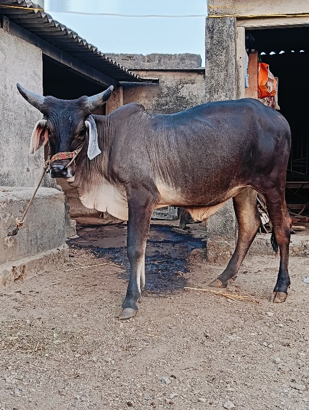 ગોઢલા વેચવાના