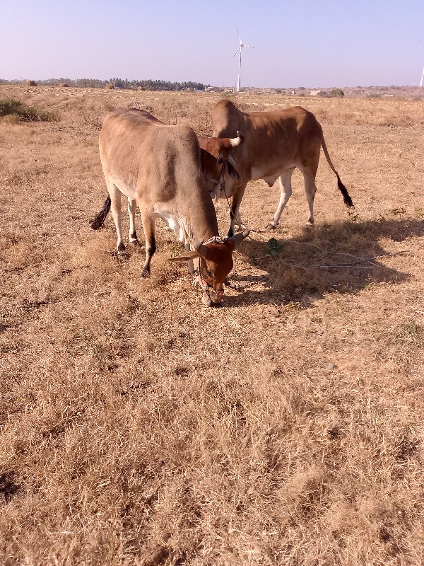 બળદ વેચવાના છે