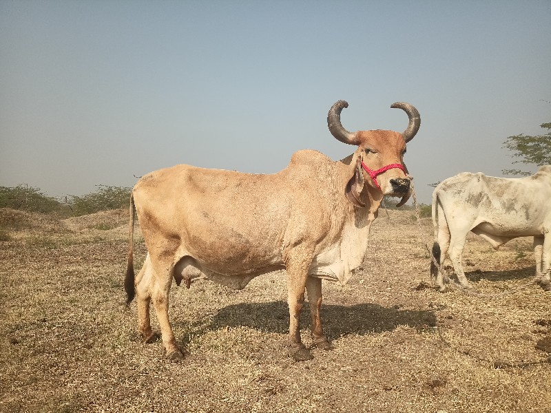 ગાય