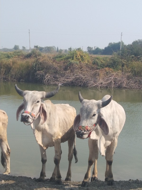 ગોધલા વેચવાના છ...