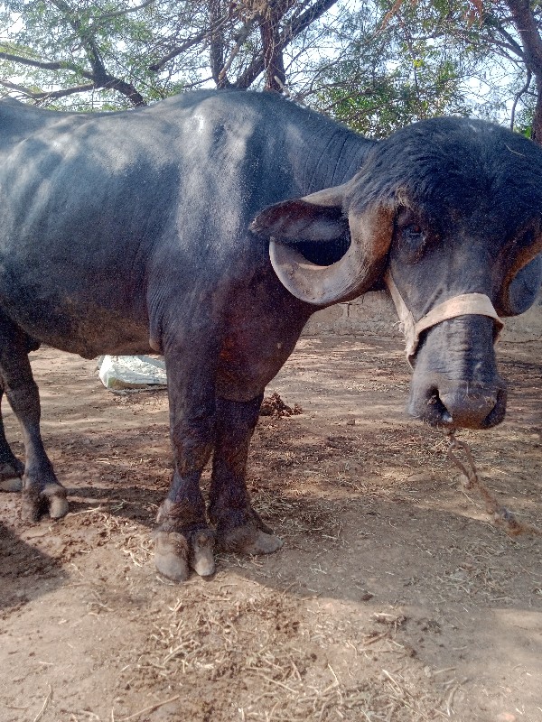 ભેંસ વેચવાની છે