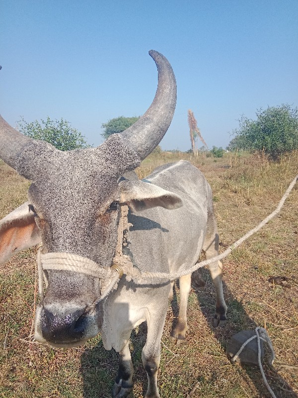 ગોઢલો