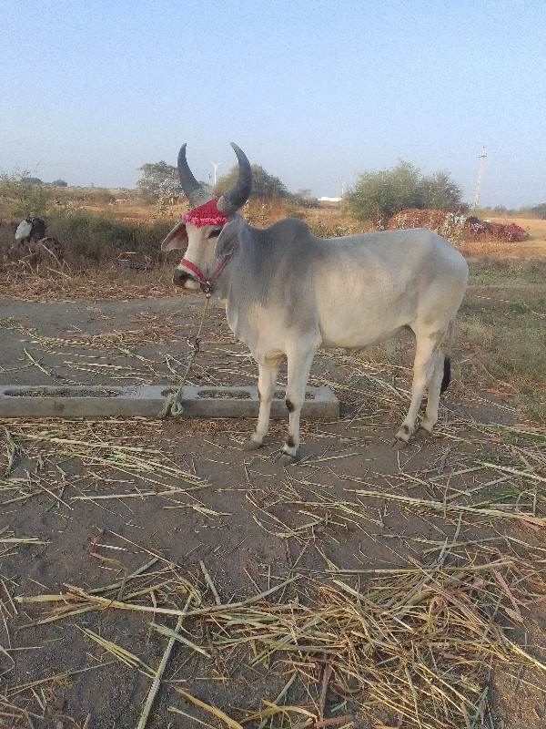 ઘોઢલો વેચવાનો છ...