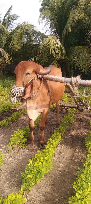 ગોઢલા વેસ્વા ના...