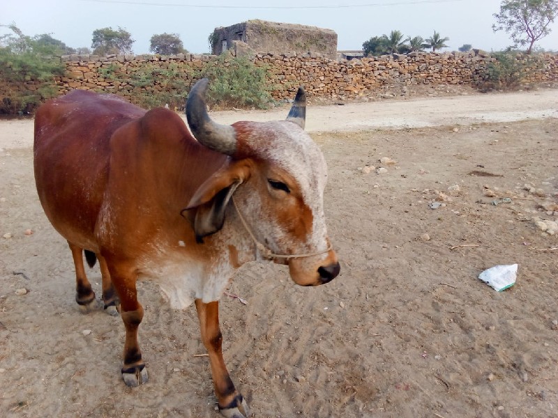 ગીર પાચાર હોરકુ