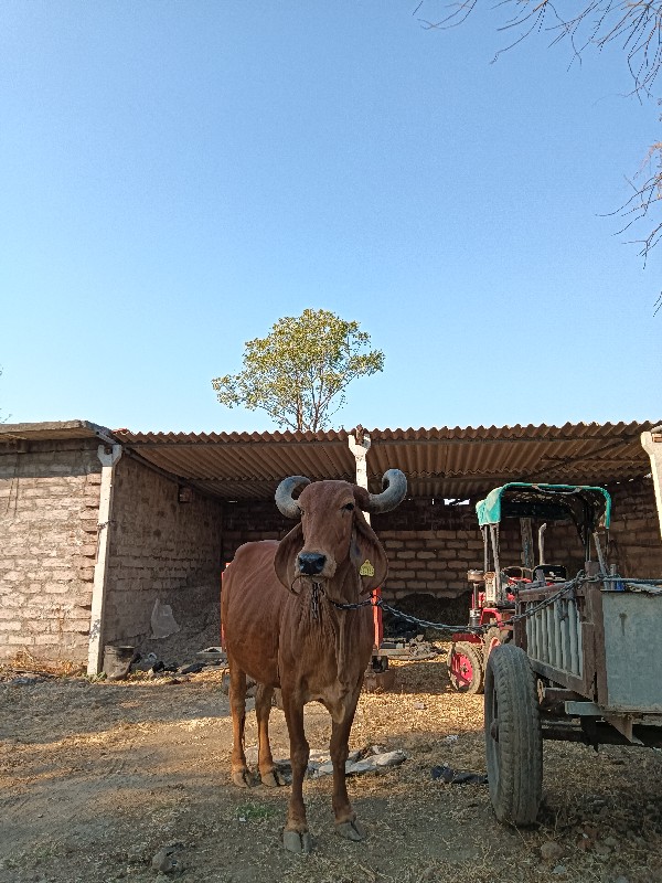 ગાય વેચવાની છે