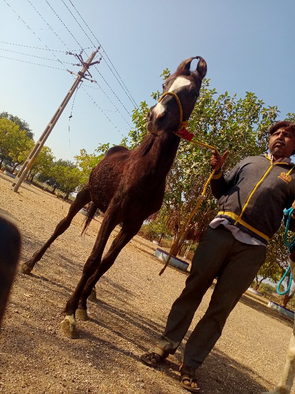 સાટામાલાડિશજાબ