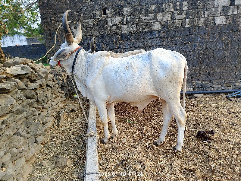 ગોઢલો એક વેચવાન...