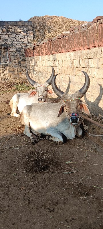 gothala vesvana...