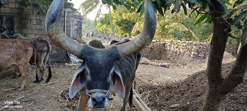 બળદ વેચવાનો પ્ર...