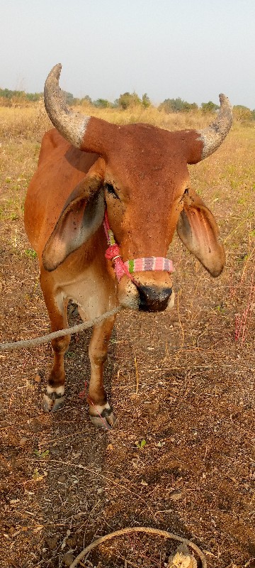 ગોડલા