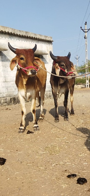 ગોધલા