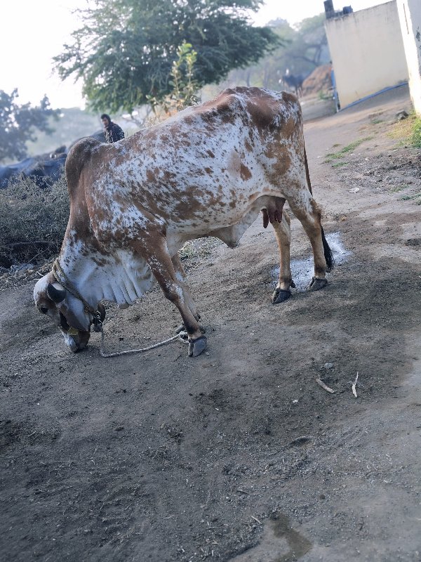 બે ગાય દેવાની છ...