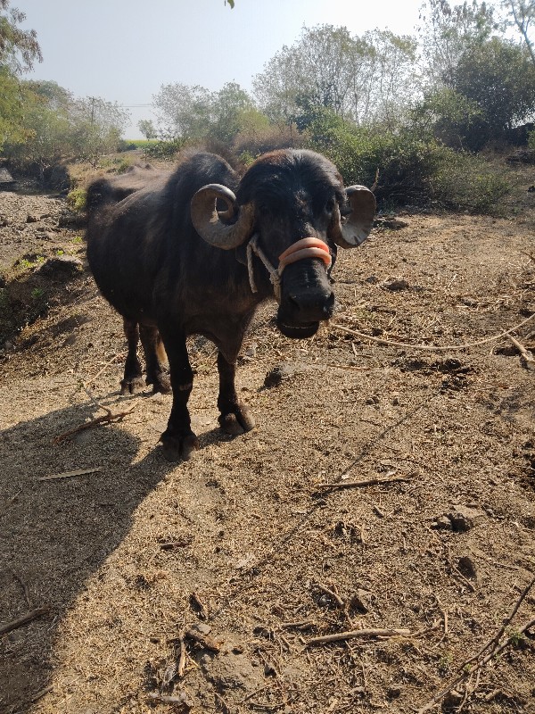 ભેંસ વેચવાની છે