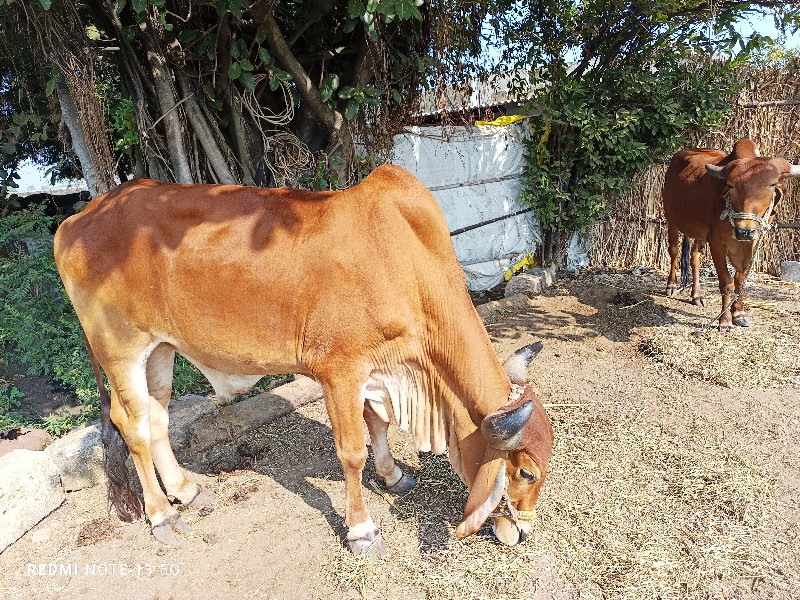 ગોઢલા વેચવા ના...