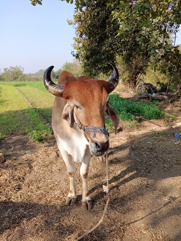 સેવકદેવરીયા  ભા...