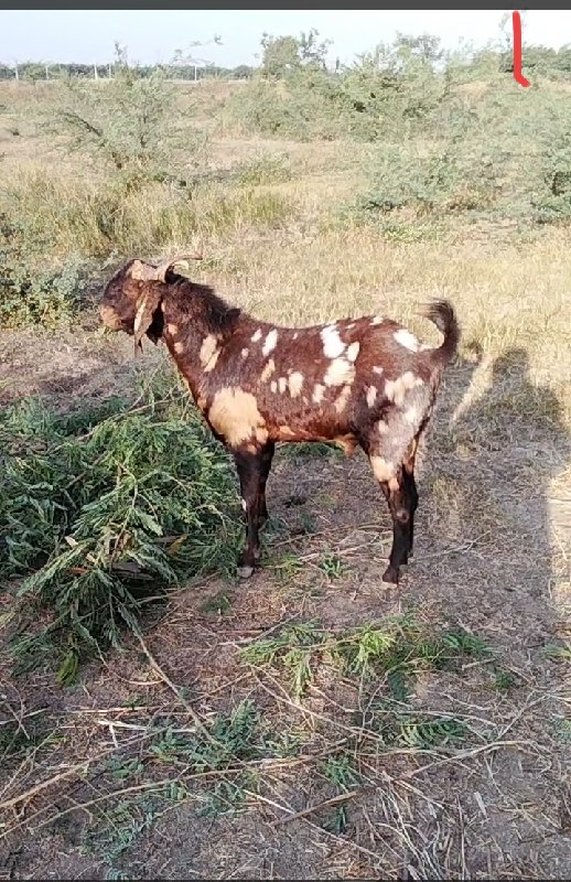 બોકડો વેચવાનો છ...