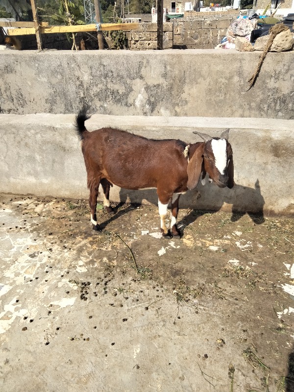 ગાભણ બકરી વેચવા...