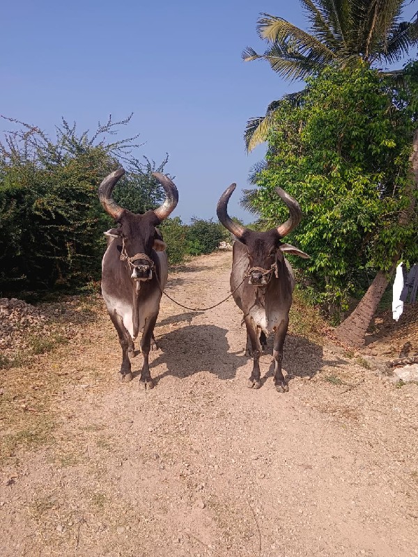 બળદ વેચવાના છે