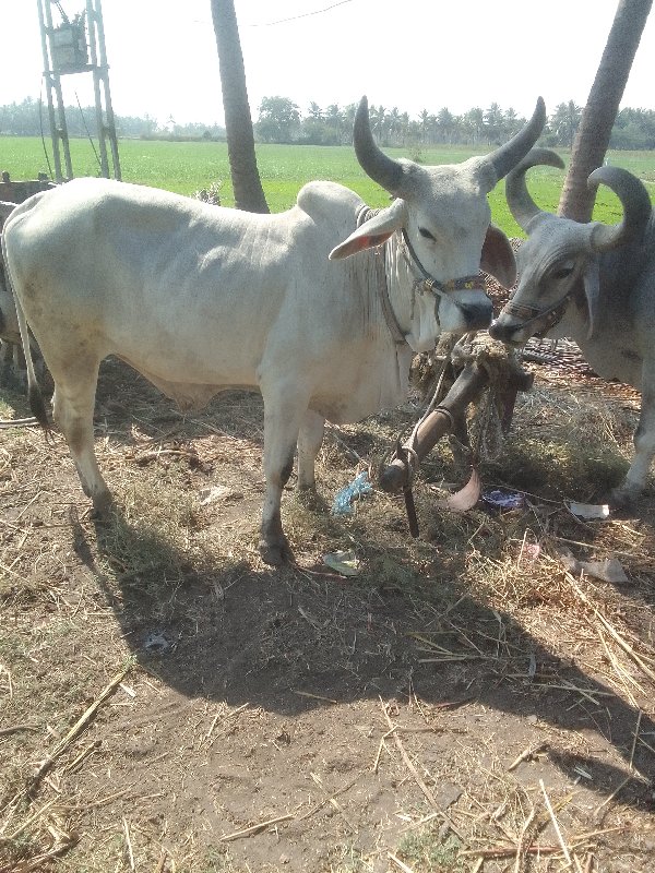 વાસડો વેચવાનો છ...