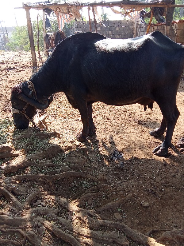 સતાપર