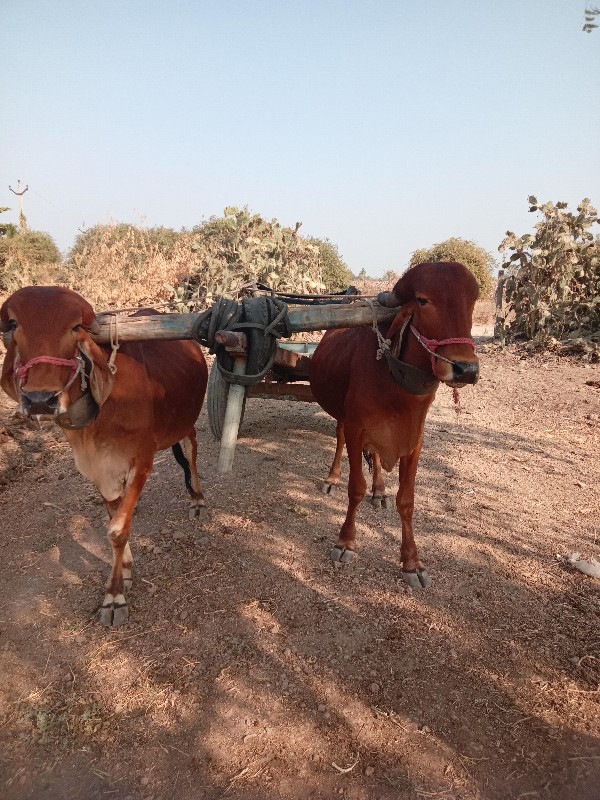 વાછડાં વેચવાના...