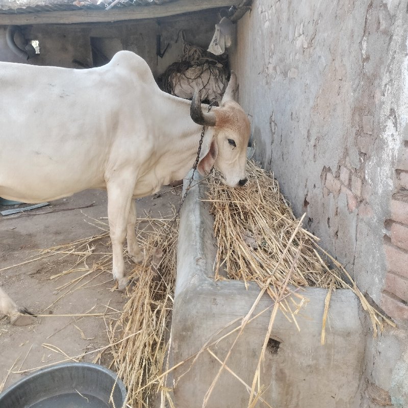 ગાય વેચવાની છે