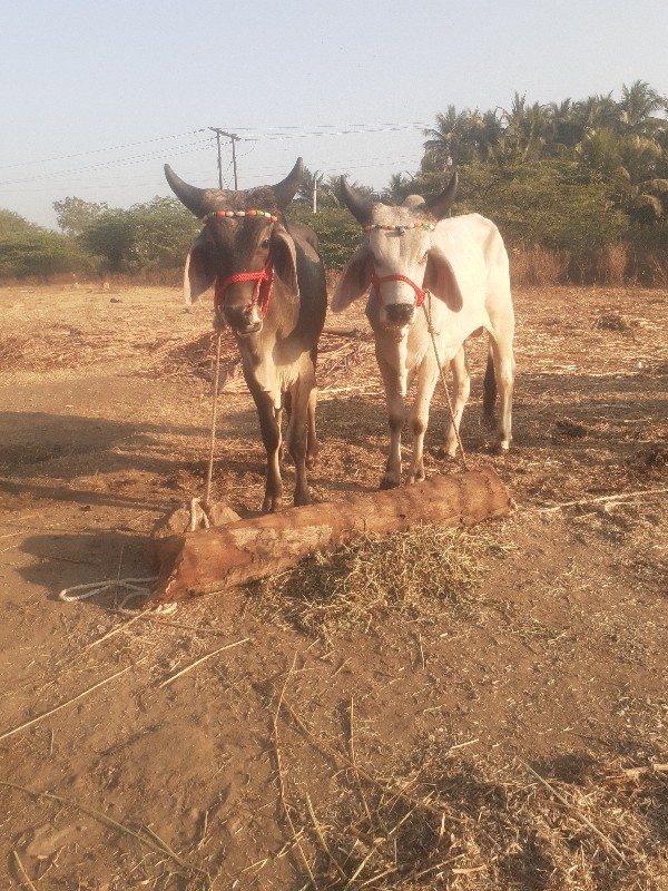 બળદ વેચવાના છે