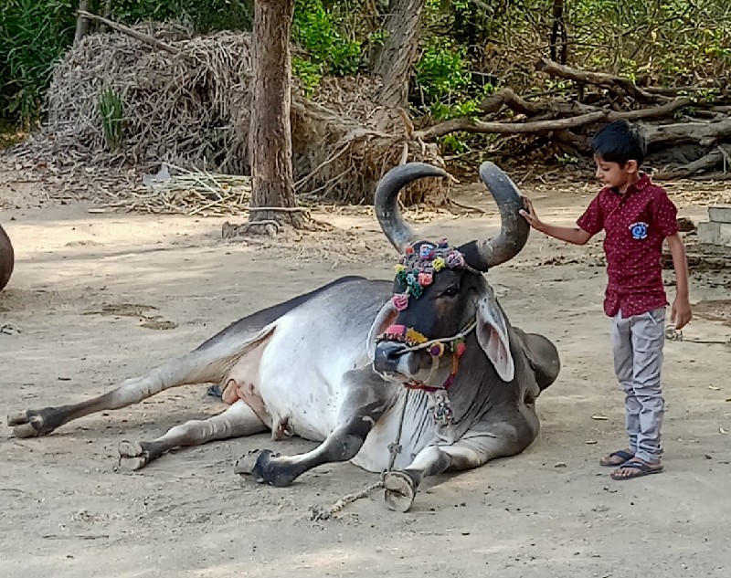 બળદ લેવાનો છે