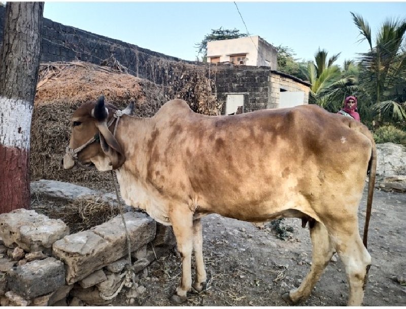 ગાઇ