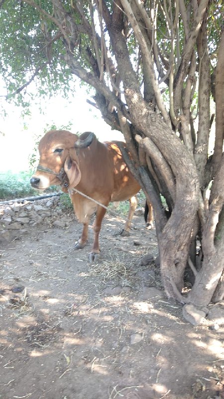 ગાય 🐮