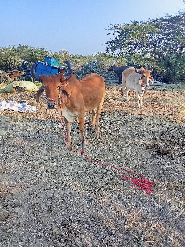 ગોધલા વેચવાના