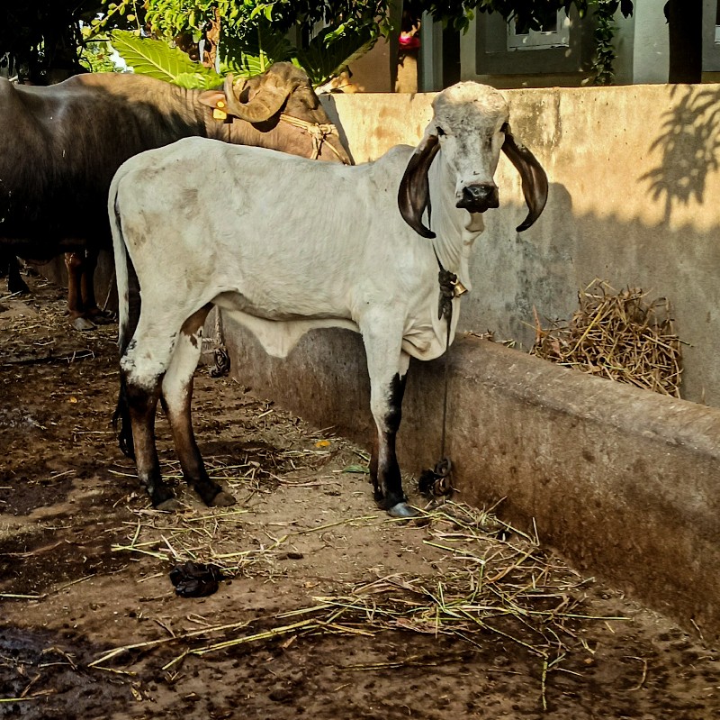 ગીર વાછડીયુ વેચ...