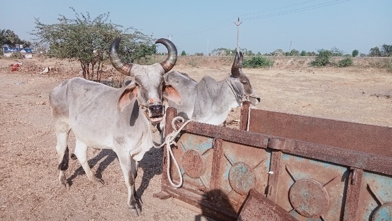 વધિયારા વેચવાના...