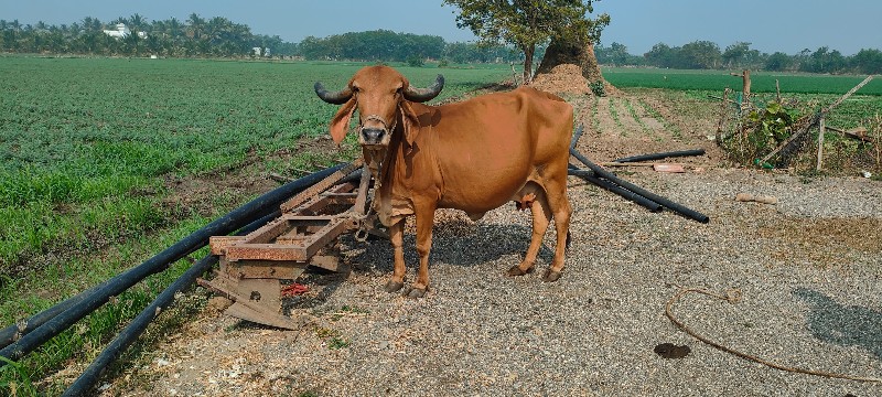 ગાય