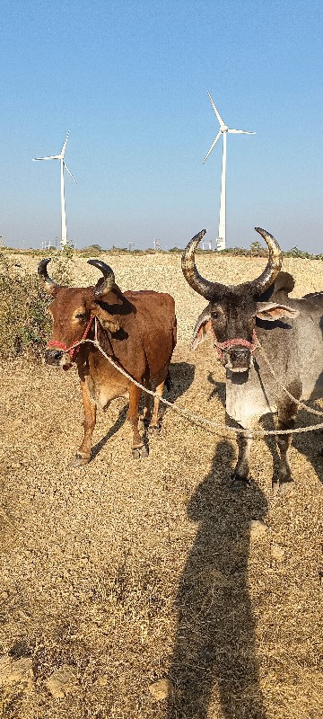 બળદ વેચવા ના છે...