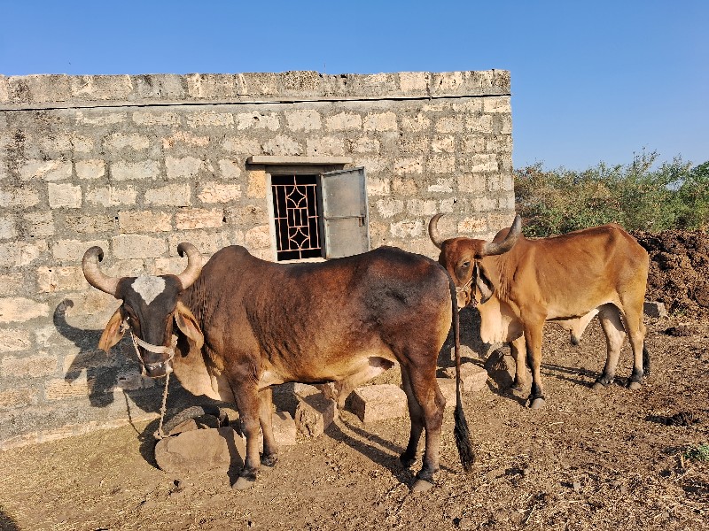 ગોઢલા