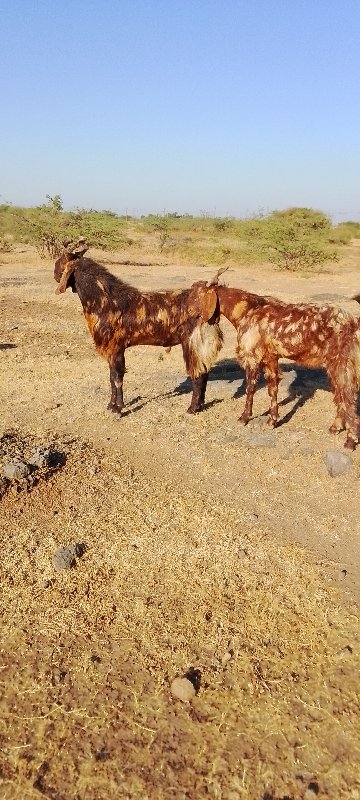 માળીયાહાટીના અક...