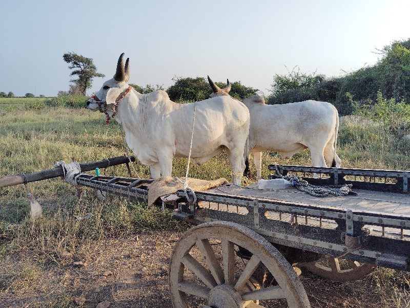 બળદ