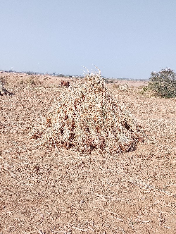 ધન વિજાની જાળ છ...