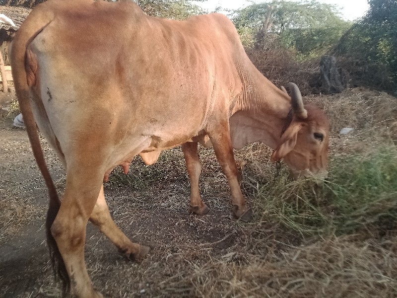 તીજુવેત.દોવાનીજ...