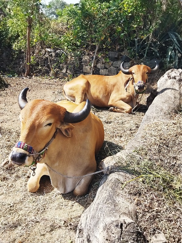 ગોઢલા વેચવાના છ...