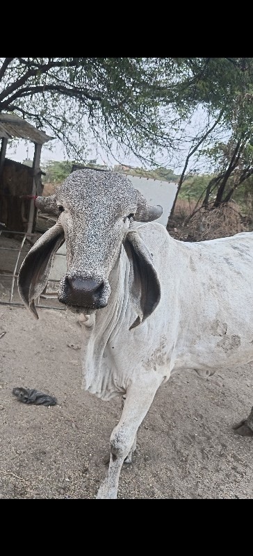 લિલડી ગીર વોળકી