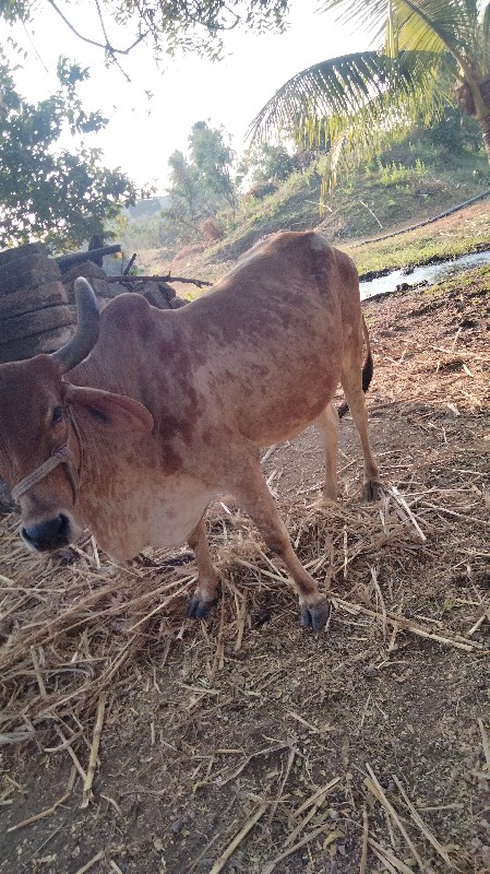 ગાય દેવા નીચે