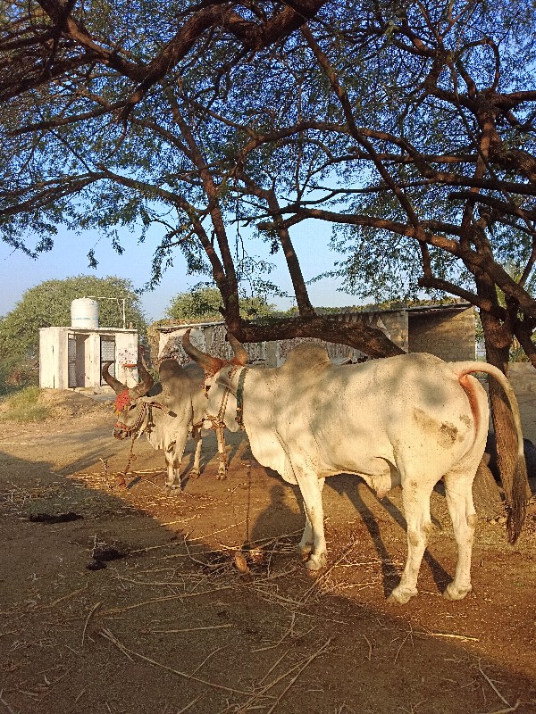 બળદ વેચવાના છે