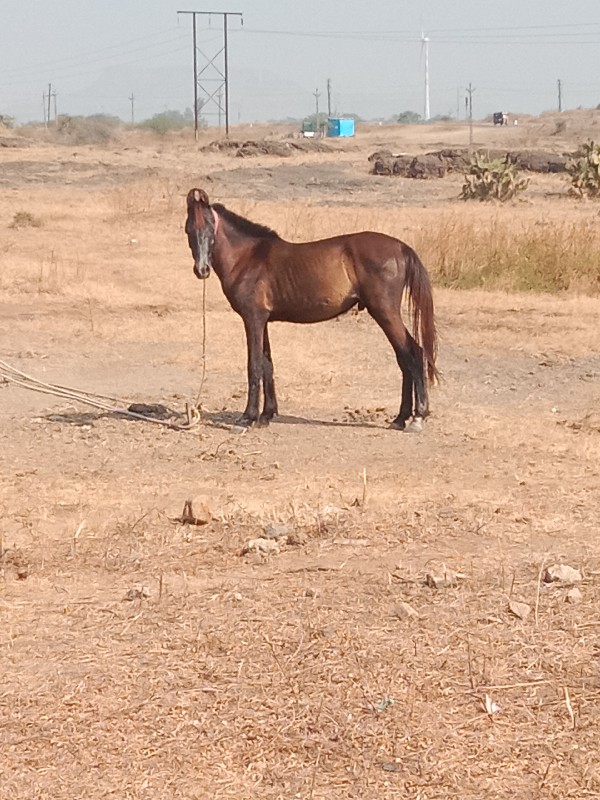 આ વછેરો વેચવા ન...