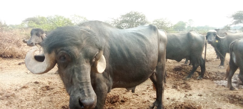 પાડો વેચવાનો છે