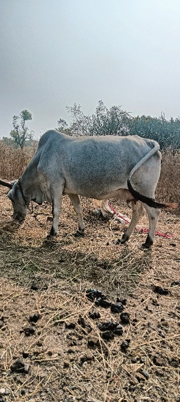 બિજુ વેતર છે