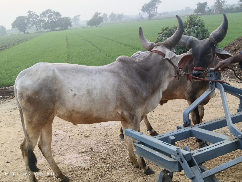 ગોધલા વેચવાના છ...