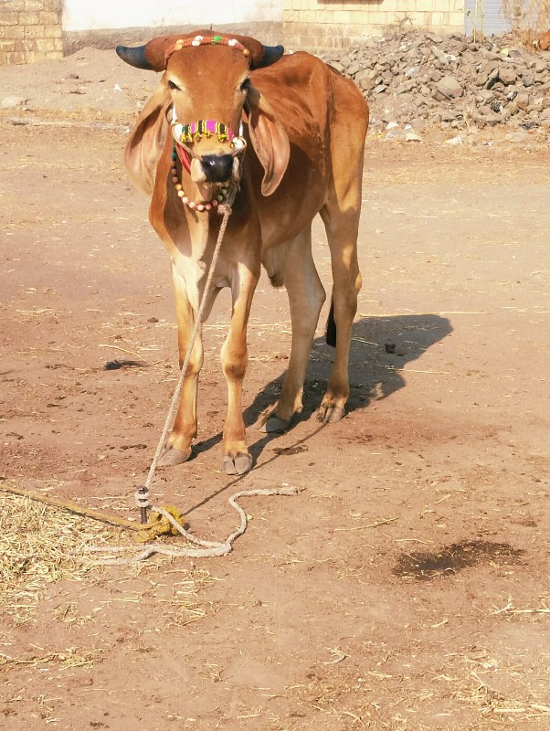 બેદા તે માંકડો...